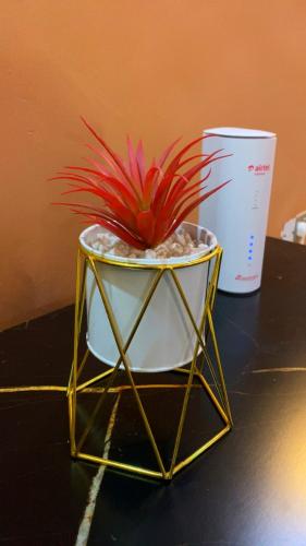 a plant in a pot on top of a table at Rapid Roost Apartments in Umuahia