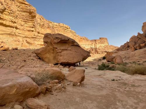 a group of animals standing in a canyon at Dar Amina in Tozeur