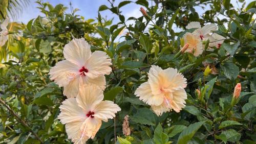 a group of white flowers on a tree at Moorea - Hitiarii Pool House in Paraoro