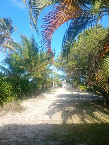a dirt road with palm trees on a beach at Quarto Pé na Areia in Ilhéus