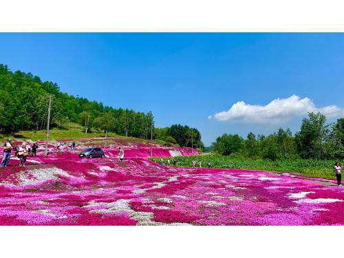 a field of pink flowers on a dirt road at Skye Niseko - Vacation STAY 41511v in Niseko