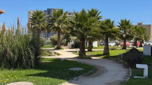 a path with palm trees in a park at Nova Pacifico in La Serena