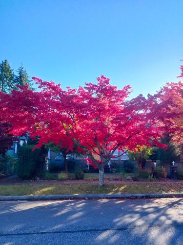 a red tree on the side of a street at UBC Two-Bedroom Suite - Steps from Beach, Park & Golf - Full Kitchen in Vancouver