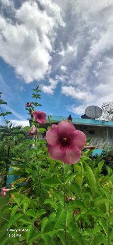 a group of pink flowers in front of a building at Casa Mariner Resort in Good Hope