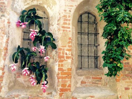 dos ventanas en un edificio de ladrillo con flores rosas en Mood-Siro Comi, en Pavia