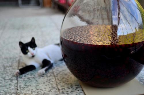 a black and white cat laying next to a bowl of food at Guest House Konjic in Konjic