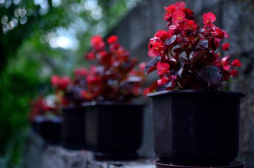 three potted plants with red flowers in them at Guest House Konjic in Konjic