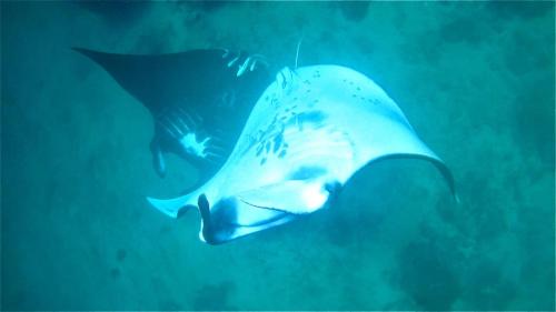 a whale shark swimming in the ocean with another fish at Risen Raja Ampat in Pulau Birie