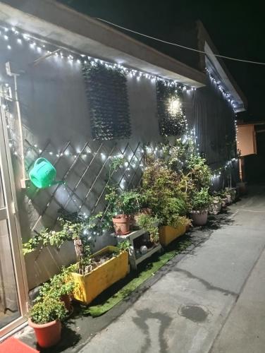 a row of potted plants on a wall with lights at INTERO APPARTAMENTO catania policlinico in Gravina di Catania