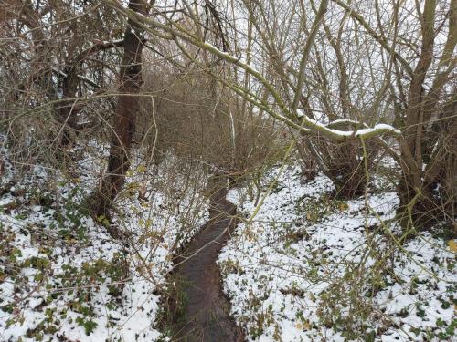 un chemin enneigé dans une forêt plantée d'arbres dans l'établissement Ferienwohnung 'Frühauf' im Südharz OT Uftrungen, à Uftrungen