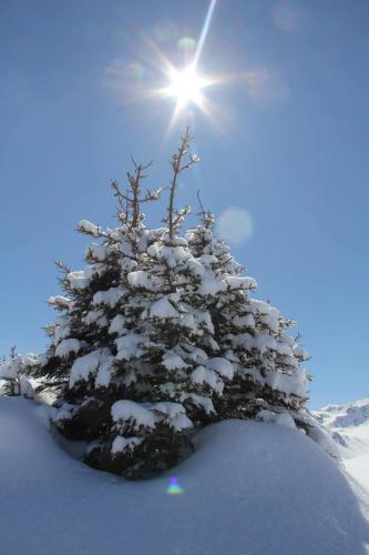 a tree covered in snow with the sun behind it at Haus am Rain in Partenen