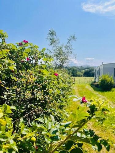 a group of bushes with flowers in a field at A static haven in Caernarfon
