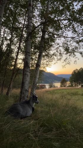 a goat sitting in the grass next to trees at Stille og fredelig ved fjord og fjell in Valsøybotn