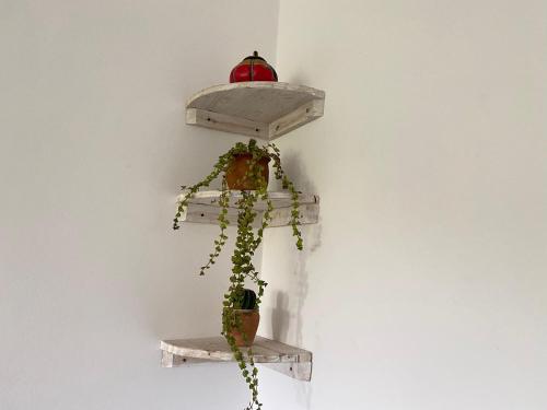 ワタムにあるApartment luxury Watamuの壁の2つの棚に置かれた植物