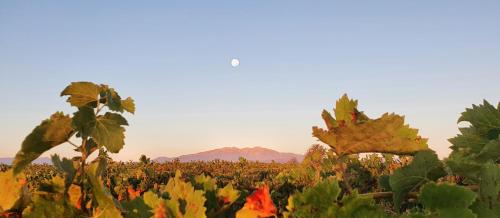 a field of crops with mountains in the background at ibis budget Perpignan Centre Rénové en 2025 in Perpignan