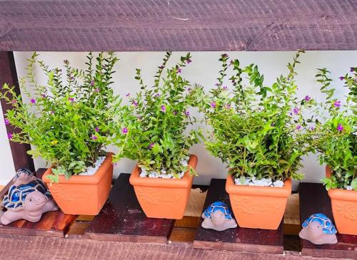 a row of plants in pots on a shelf at Một Chiều Mưa Lang Thang in Xuan An