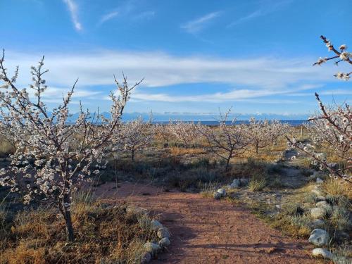 a dirt trail in a field with flowering trees at Guest house and yurt camp Svetlana in Bokonbayevo