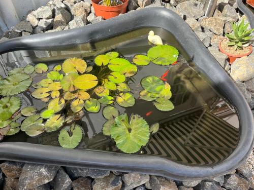 a planter with plants in a pot with water at Le Camélia - Résidence Terre et Truffes in Le Lamentin
