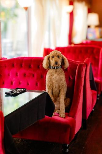 a brown dog sitting on a red couch at Montgomery Inn BnB in Versailles