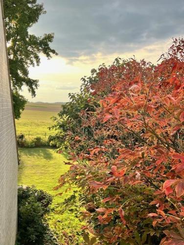a tree with red leaves next to a field at Vieusart in Chaumont-Gistoux