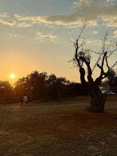 a tree in a field with the sunset in the background at Modern Tiny House with Big Comfort in Estômbar