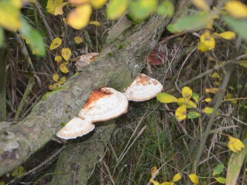 Gallery image of 4 person holiday home in Bredebro-By Traum in Bredebro