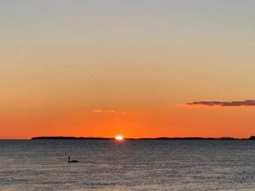 a dolphin in the ocean at sunset at 6 person holiday home in Karrebæksminde-By Traum in Karrebæksminde