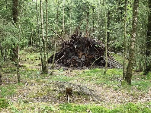 a uprooted stump in the middle of a forest at 5 person holiday home in Silkeborg in Silkeborg