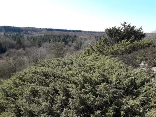 a group of christmas trees in a forest at 5 person holiday home in Silkeborg in Silkeborg