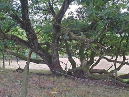 a tree with a wire fence around it at 5 person holiday home in Silkeborg in Silkeborg