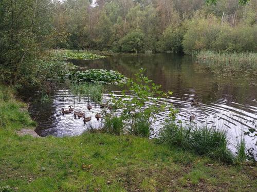 a group of ducks swimming in a pond at 4 star holiday home in Ålbæk in Ålbæk