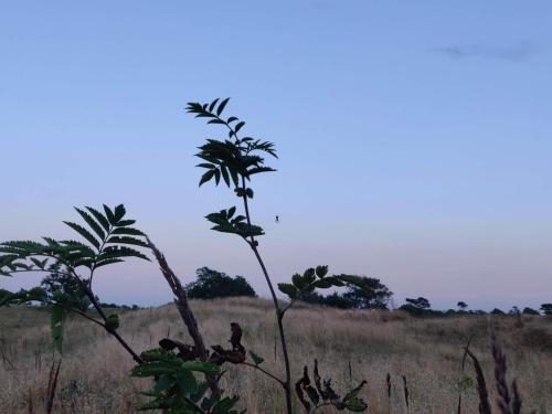 a tree in the middle of a field at 4 star holiday home in Brønderslev in Brønderslev