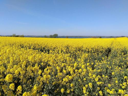 a large field of yellow flowers in a field at 5 person holiday home in Sydals in Trænge