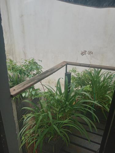 a group of plants sitting on a balcony at Loft central in Pelotas