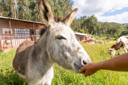 a person petting a donkey in a field at Cabañas Santa Teresa de las Flores in Sogamoso