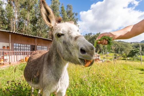 a person feeding a baby llama in a field at Cabañas Santa Teresa de las Flores in Sogamoso