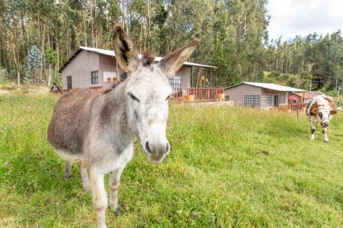 a donkey standing in a field with a cow at Cabañas Santa Teresa de las Flores in Sogamoso