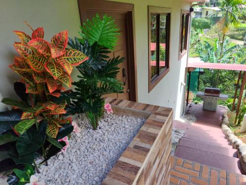 a pathway leading to a house with plants at Charming Small House, Near the beach & Waterfalls in Platanillo