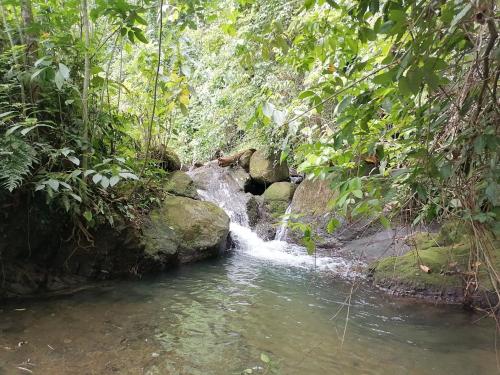 a stream in the middle of a forest at Charming Small House, Near the beach & Waterfalls in Platanillo