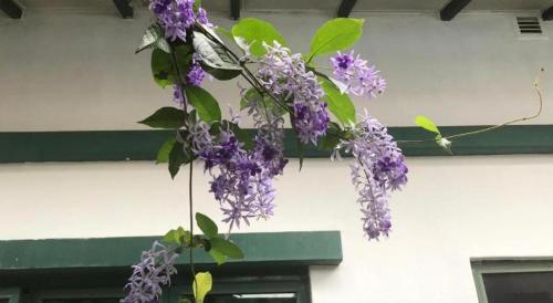 a bunch of purple flowers hanging from a building at Lai Ming Hotel Cosmoland in Singapore