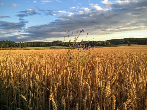 a field of wheat with a flower in the middle at Pensionat Hogården in Boxholm