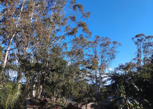 a group of trees with a blue sky in the background at "On Burgum Pond" Cottages in Maleny