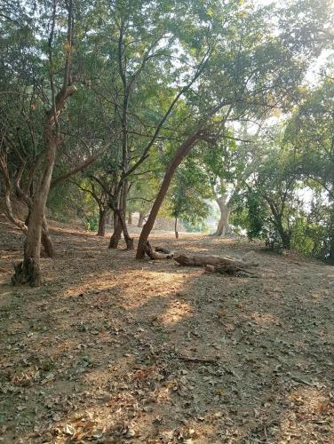 a group of trees in a field with leaves on the ground at Chirundu Riverside Campsite in Chirundu