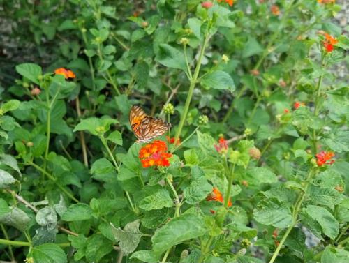a butterfly sitting on a plant with orange flowers at BlueStone Residence in Brasilito