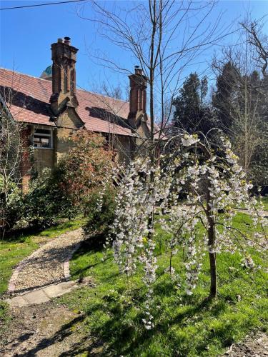 a tree with white flowers in front of a house at 3 The Mews in Ryde