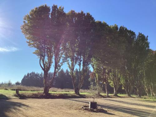 a dirt road with trees on the side of it at Songe de Clarté in Plouigneau
