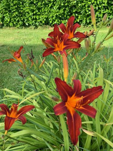 a group of red and orange flowers in a garden at Apartments Mester in Xanten