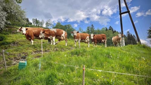 a group of cows standing in a field at Ferienhaus Naintschbauer in Anger