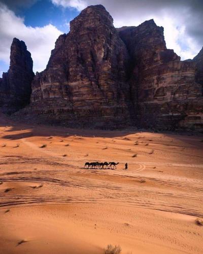 a group of horses walking in the desert at Wadi Rum Grand in Wadi Rum