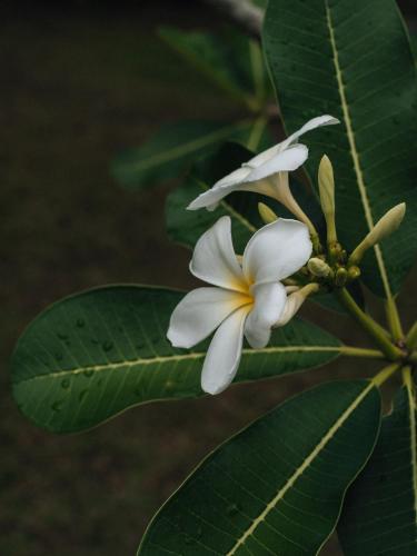 a white flower on a tree with green leaves at Mayava Villa in Ahangama